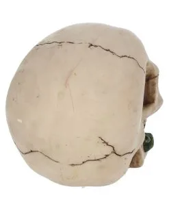 Beiger Totenschädel Mit Roter Rose 15cm 12 Beiger Totenschädel Mit Roter Rose 15cm -Halloween Tischdekoration Geschaft beiger totenkopf mit roter rose beiger totenschaedel mit roter rose antic skull with red rose 53389 05