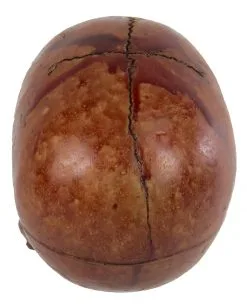 Blutiger Skull Mit Beweglichem Kiefer -Halloween Tischdekoration Geschaft blutiger totenkopf mit beweglichem kiefer halloween skelett dekoration totenschaedel blutig 28818 3