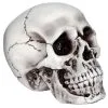 Beiger, Realistischer Totenkopf 2 Beiger, Realistischer Totenkopf -Halloween Tischdekoration Geschaft halloween totenschaedel halloween totenkopf halloween deko realistic skull 21539 01