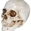 Realistischer Kunststein Totenkopf 2 Realistischer Kunststein Totenkopf -Halloween Tischdekoration Geschaft realistischer kunststein totenschaedel halloween totenkopf realistic resin skull 38410