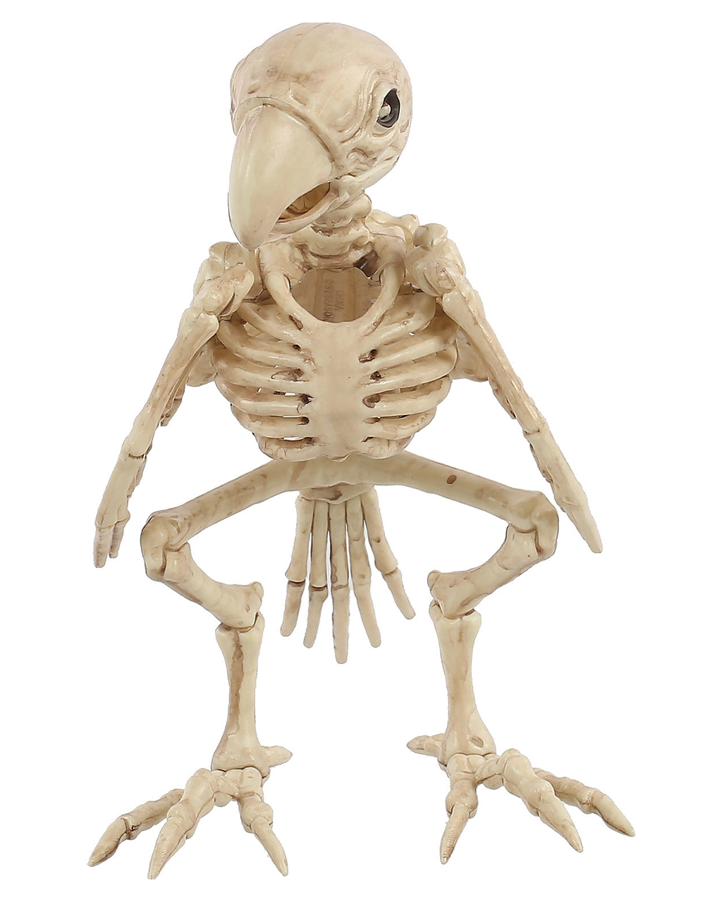 Papagei Skelett 19cm 4 Papagei Skelett 19cm – Bild 2