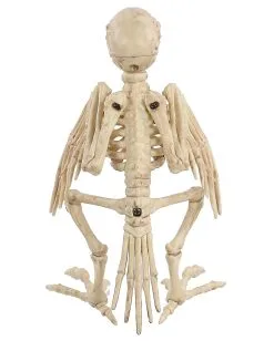 Papagei Skelett 19cm 9 Papagei Skelett 19cm -Halloween Tischdekoration Geschaft skelett papagei skeleton parrot halloween dekoration 52638 04